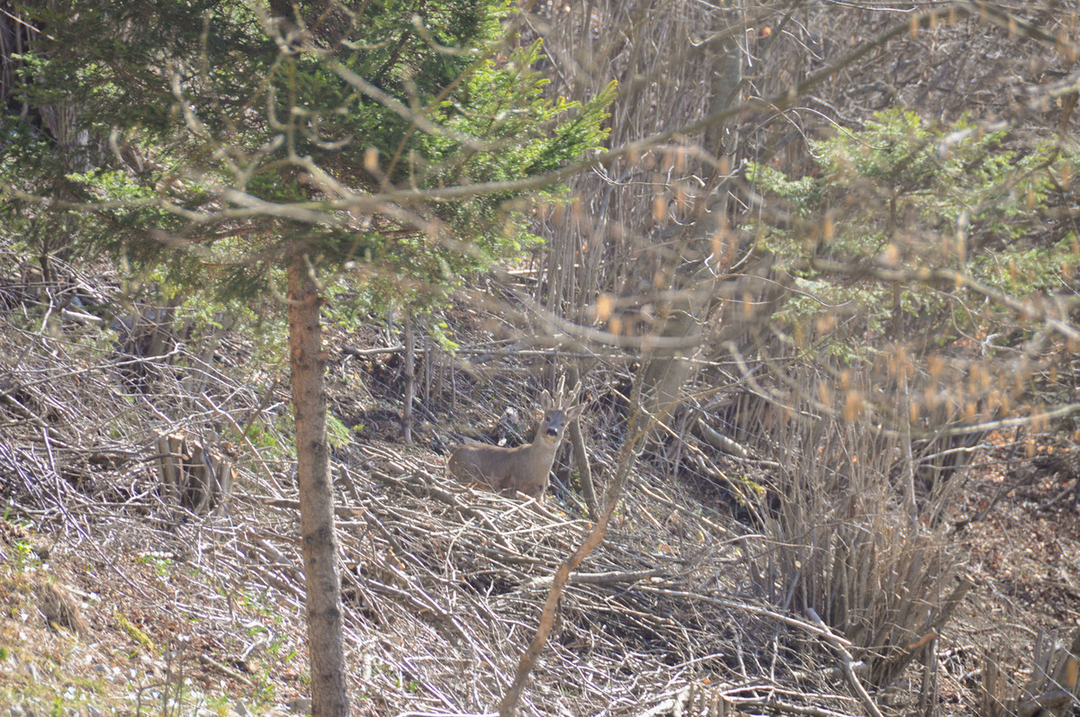 discover-the-mountain-pastures/jelen_2