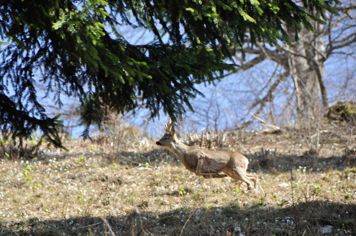 discover-the-mountain-pastures/jelen