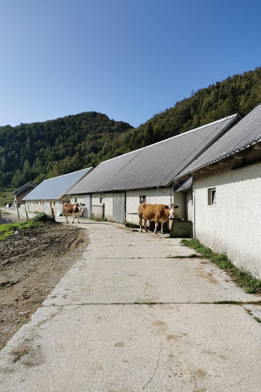 over-the-mountain-pastures/planine